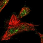 Immunofluorescent staining of human cell line U-251 MG shows localization to nucleoplasm, cytosol & microtubule organizing center.