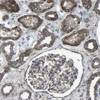 Immunohistochemical staining of human kidney shows high expression.