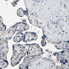 Immunohistochemical staining of human placenta shows low expression as expected.