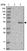 Anti-CCNA2 Antibody
