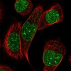 Immunofluorescent staining of human cell line A-431 shows localization to nucleus & nuclear membrane.