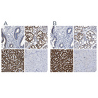 Immunohistochemical staining of human endometrium, kidney, liver and skeletal muscle using Anti-AASS antibody HPA020637 (A) shows similar protein distribution across tissues to independent antibody HPA020734 (B).