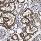 Immunohistochemical staining of human kidney shows moderate to strong granular cytoplasmic positivity in cells in tubules.