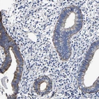 Immunohistochemical staining of human endometrium shows moderate granular cytoplasmic positivity in glandular cells.