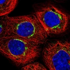 Immunofluorescent staining of human cell line A-431 shows localization to the Golgi apparatus & vesicles.