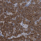 Immunohistochemical staining of human pancreas shows strong cytoplasmic positivity in exocrine glandular cells.