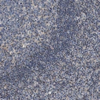 Immunohistochemical staining of human tonsil shows no cytoplasmic positivity in non-germinal center cells as expected.