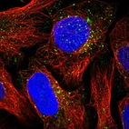 Immunofluorescent staining of human cell line U-2 OS shows localization to vesicles.