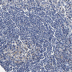 Immunohistochemical staining of human lymph node shows weak cytoplasmic positivity in germinal center cells.