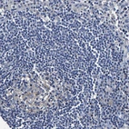 Immunohistochemical staining of human lymph node shows weak cytoplasmic positivity in germinal center cells.