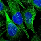 Immunofluorescent staining of human cell line U-2 OS shows localization to microtubules.