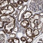 Immunohistochemical staining of human kidney shows moderate to strong granular cytoplasmic positivity in cells in tubules.