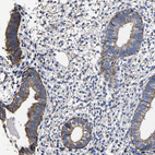 Immunohistochemical staining of human endometrium shows moderate granular cytoplasmic positivity in glandular cells.