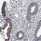 Immunohistochemical staining of human endometrium shows moderate granular cytoplasmic positivity in glandular cells.
