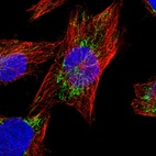 Immunofluorescent staining of human cell line U-251 MG shows localization to mitochondria.