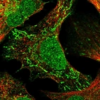 Immunofluorescent staining of human cell line U-2 OS shows localization to nucleus, nuclear membrane, cytosol & mitochondria.