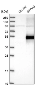 Western blot analysis in control (vector only transfected HEK293T lysate) and GFRA3 over-expression lysate (Co-expressed with a C-terminal myc-DDK tag (~3.1 kDa) in mammalian HEK293T cells, LY400574).