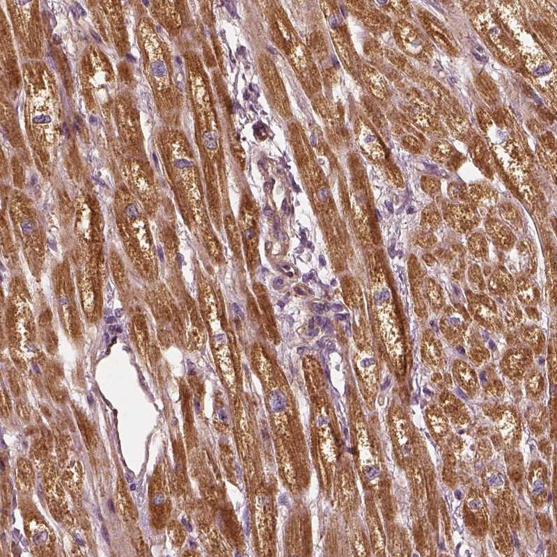 Anti-PTGES2 Antibody