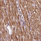 Anti-PTGES2 Antibody