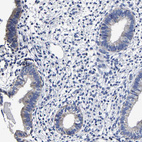 Immunohistochemical staining of human endometrium shows weak cytoplasmic positivity in glandular cells.