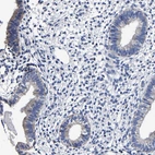 Immunohistochemical staining of human endometrium shows weak cytoplasmic positivity in glandular cells.