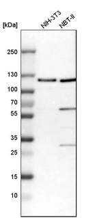 Western blot analysis in mouse cell line NIH-3T3 and rat cell line NBT-II.