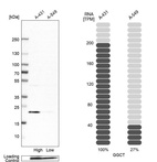 Western blot analysis in human cell line A-431 and human cell line A-549.