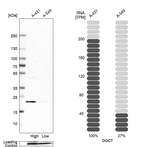 Western blot analysis in human cell line A-431 and human cell line A-549.