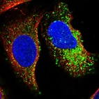 Immunofluorescent staining of human cell line U-2 OS shows localization to vesicles.