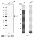Western blot analysis in human cell line MCF-7 and human cell line U-251 MG.