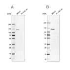 Anti-NLRP2 Antibody