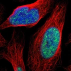 Immunofluorescent staining of human cell line U-2 OS shows localization to nuclear speckles.