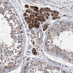 Anti-BCL2L12 Antibody