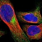 Immunofluorescent staining of human cell line U-2 OS shows localization to cytosol.