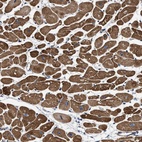 Anti-SFXN4 Antibody