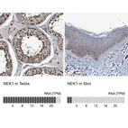 Anti-NEK1 Antibody
