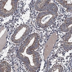 Immunohistochemical staining of human endometrium shows moderate membranous positivity in glandular cells.