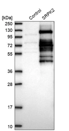 Western blot analysis in control (vector only transfected HEK293T lysate) and SRPK2 over-expression lysate (Co-expressed with a C-terminal myc-DDK tag (~3.1 kDa) in mammalian HEK293T cells, LY403641).