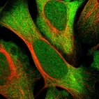 Immunofluorescent staining of human cell line U-2 OS shows localization to nucleoplasm & cytosol.