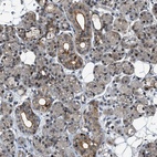 Anti-DPF2 Antibody