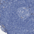 Immunohistochemical staining of human lymph node shows no cytoplasmic positivity in germinal center cells as expected.