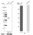 Western blot analysis in human cell lines MCF-7 and U-251MG using Anti-ASS1 antibody. Corresponding ASS1 RNA-seq data are presented for the same cell lines. Loading control: Anti-GAPDH.