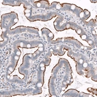 Immunohistochemical staining of human small intestine shows strong membranous positivity in glandular cells.