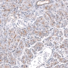 Immunohistochemical staining of human pancreas shows strong positivity in apical membrane in exocrine glandular cells.
