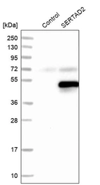 Western blot analysis in control (vector only transfected HEK293T lysate) and SERTAD2 over-expression lysate (Co-expressed with a C-terminal myc-DDK tag (~3.1 kDa) in mammalian HEK293T cells, LY415053).