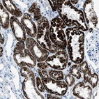 Immunohistochemical staining of human kidney shows high expression.
