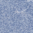 Immunohistochemical staining of human pancreas shows low expression as expected.
