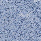 Immunohistochemical staining of human pancreas shows low expression as expected.