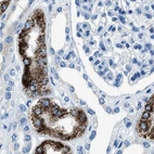 Immunohistochemical staining of human kidney using Anti-AMACR antibody HPA020912.