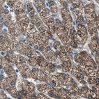 Anti-AMACR Antibody